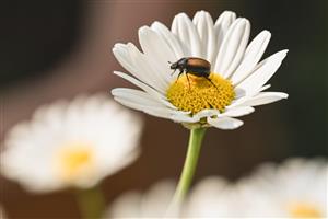 Sommerblomst